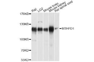 Western blot analysis of extracts of various cell lines, using MTHFD1 antibody. (MTHFD1 抗体  (AA 1-270))