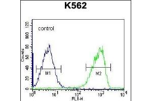 S3TC1 Antibody (C-term) (ABIN656513 and ABIN2845784) flow cytometric analysis of K562 cells (right histogram) compared to a negative control cell (left histogram). (SH3TC1 抗体  (C-Term))