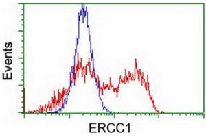 HEK293T cells transfected with either RC200478 overexpress plasmid (Red) or empty vector control plasmid (Blue) were immunostained by anti-ERCC1 antibody (ABIN2455609), and then analyzed by flow cytometry. (ERCC1 抗体)
