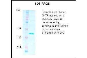SDS-PAGE (SDS) image for Ciliary Neurotrophic Factor (CNTF) (Active) protein (ABIN5509411) (CNTF 蛋白)