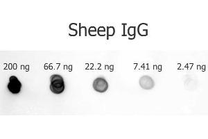 Dot Blot of Rabbit anti-Sheep IgG antibody Alkaline Phosphatase Conjugated. (兔 anti-绵羊 IgG (Heavy & Light Chain) Antibody (Alkaline Phosphatase (AP)) - Preadsorbed)