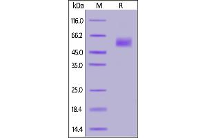 Human Siglec-9, His Tag on  under reducing (R) condition. (SIGLEC9 Protein (AA 18-348) (His tag))