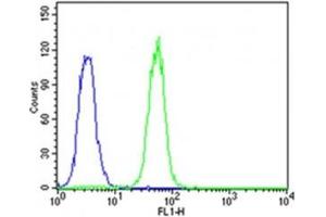 Flow cytometric analysis of K562 cells using CDK5 antibody (green) compared to an isotype control of rabbit IgG (blue) (CDK5 抗体  (AA 254-289))