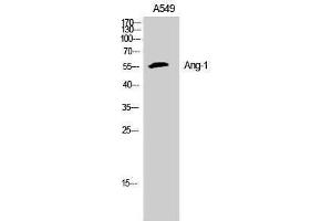 Western Blotting (WB) image for anti-Angiopoietin 1 (ANGPT1) (N-Term) antibody (ABIN3181025) (Angiopoietin 1 抗体  (N-Term))