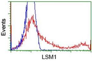 HEK293T cells transfected with either RC200288 overexpress plasmid (Red) or empty vector control plasmid (Blue) were immunostained by anti-LSM1 antibody (ABIN2454727), and then analyzed by flow cytometry.