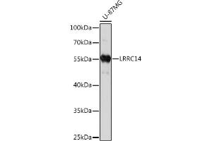 Western blot analysis of extracts of U-87MG cells, using LRRC14 Rabbit pAb (ABIN7268217) at 1:1000 dilution. (LRRC14 抗体  (AA 1-280))