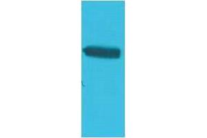 anti-GAL-4, DNA Binding Domain (DNA Binding Domain) antibody