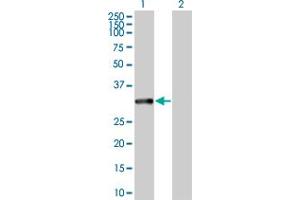 Western Blot analysis of MAPRE1 expression in transfected 293T cell line by MAPRE1 MaxPab polyclonal antibody.