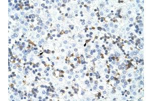 CPSF3 antibody was used for immunohistochemistry at a concentration of 4-8 ug/ml to stain Liver cell (arrows) in Human Liver. (CPSF3 抗体  (C-Term))