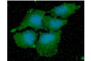 ICC/IF analysis of PPIF in HeLa cells line, stained with DAPI (Blue) for nucleus staining and monoclonal anti-human PPIF antibody (1:100) with goat anti-mouse IgG-Alexa fluor 488 conjugate (Green). (PPIF 抗体  (AA 30-207))