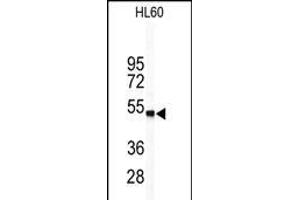 Western blot analysis of WISP1 Antibody (Center) (ABIN390187 and ABIN2840678) in HL60 cell line lysates (35 μg/lane). (WISP1 抗体  (AA 171-200))
