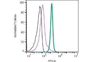 anti-CD81 (CD81) (AA 190-201), (Extracellular) antibody (FITC)