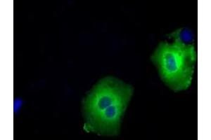 Image no. 2 for anti-Sorting Nexin 9 (SNX9) antibody (ABIN1501048) (SNX9 抗体)