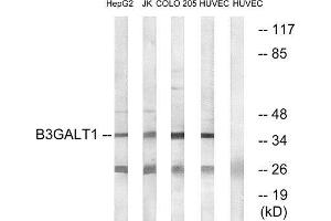 Western Blotting (WB) image for anti-UDP-Gal:betaGlcNAc beta 1,3-Galactosyltransferase, Polypeptide 1 (B3GALT1) (Internal Region) antibody (ABIN1850896) (B3GALT1 抗体  (Internal Region))