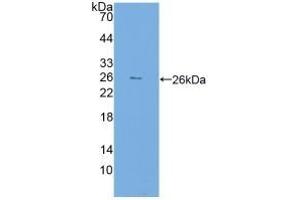 FKBP7 抗体  (AA 24-217)