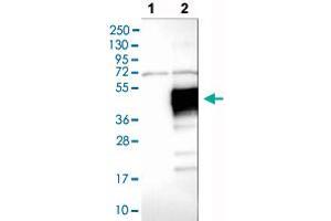 Western blot analysis of Lane 1: Negative control (vector only transfected HEK293T lysate), Lane 2: Over-expression lysate (Co-expressed with a C-terminal myc-DDK tag (~3. (LAIR1 抗体  (AA 187-287))