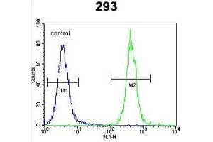 CC85C Antibody (N-term) flow cytometric analysis of 293 cells (right histogram) compared to a negative control cell (left histogram).