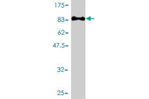 Western Blotting (WB) image for anti-Polo-Like Kinase 1 (PLK1) (AA 1-603) antibody (ABIN562276)