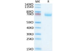 OSCAR Protein (AA 19-228) (Fc Tag)
