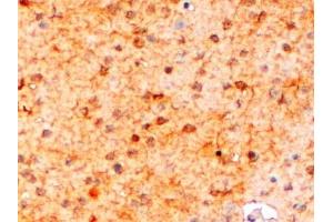 ABIN185597 (2µg/ml) staining of paraffin embedded Mouse Brain. (Iba1 抗体  (Internal Region))