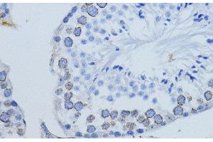 Immunohistochemistry of paraffin-embedded Mouse testis using LMNB1 Polyclonal Antibody at dilution of 1:200 (40x lens). (Lamin B1 抗体)