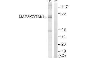 Western blot analysis of extracts from Jurkat cells, treated with heat shock, using MAP3K7 (Ab-187) antibody. (MAP3K7 抗体  (Thr187))