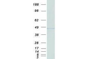 Validation with Western Blot (ERCC1 Protein (Transcript Variant 1) (Myc-DYKDDDDK Tag))