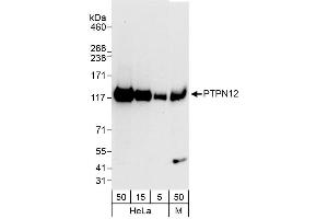 Western Blotting (WB) image for anti-Protein Tyrosine Phosphatase G1 (PTPN12) (AA 760-780) antibody (ABIN7453765)