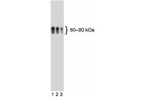 Western blot analysis of human CD110 (MPL 抗体  (Extracellular Domain))