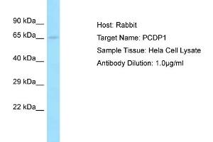 Host: Rabbit Target Name: PCDP1 Sample Tissue: Human Hela Whole Cell Antibody Dilution: 1ug/ml