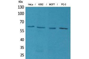 Western Blot (WB) analysis of HeLa, K562, MCF7, PC-3 cells using p63 Polyclonal Antibody. (TCP1 alpha/CCTA 抗体  (N-Term))