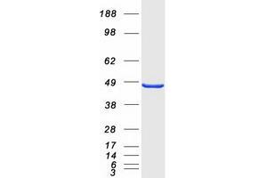 Western Blotting (WB) image for SH3 and Cysteine Rich Domain (STAC) protein (Myc-DYKDDDDK Tag) (ABIN2732749)