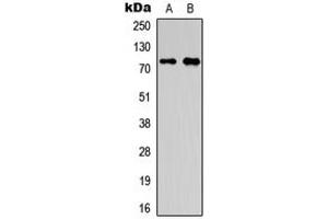 Western blot analysis of OLFML2A expression in HepG2 (A), A549 (B) whole cell lysates. (OLFML2A 抗体  (Center))