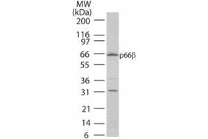 Western Blotting (WB) image for anti-GATA Zinc Finger Domain Containing 2B (GATAD2B) (AA 445-460) antibody (ABIN208679) (GATAD2B 抗体  (AA 445-460))