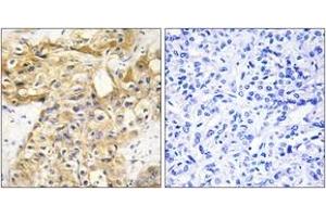 Immunohistochemistry (IHC) image for anti-Collagen, Type XVIII, alpha 1 (COL18A1) (AA 801-850) antibody (ABIN1534358)