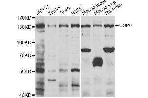 Western blot analysis of extracts of various cell lines, using USP8 antibody (ABIN2560701) at 1:1000 dilution. (USP8 抗体)