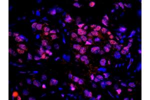 Immunofluorescence (IF) image for anti-Ubiquitin Interaction Motif Containing 1 (UIMC1) (C-Term) antibody (ABIN7449010) (UIMC1 抗体  (C-Term))