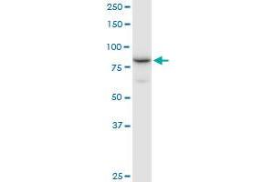 NCBP1 MaxPab polyclonal antibody. (NCBP1 抗体  (AA 1-790))
