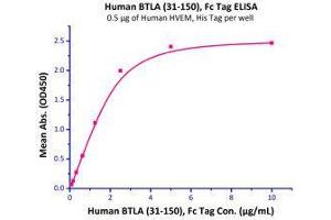 Immobilized Human HVEM, His Tag (Cat # HVM-H52E9) at 5 μg/mL (100 μL/well) can bind Human BTLA (31-150), Fc Tag (Cat # BTA-H5256) with a linear range of 0. (BTLA Protein (AA 31-150) (Fc Tag))