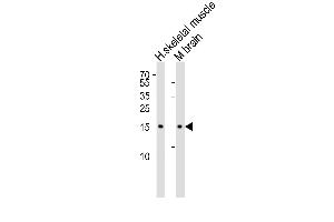 Western blot analysis of lysates from human skeletal muscle and mouse brain tissue lysate(from left to right), using CFL2 Antibody (C-term) (ABIN6243137 and ABIN6577407). (Cofilin 2 抗体  (C-Term))