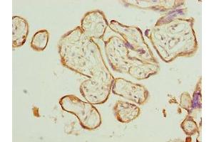 Immunohistochemistry of paraffin-embedded human placenta tissue using ABIN7146547 at dilution of 1:100 (Calpain 6 抗体  (AA 195-494))