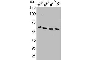 Western Blot analysis of HeLa K562 MCF7 PC-3 cells using p63 Polyclonal Antibody (p63 抗体  (N-Term))