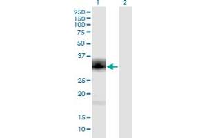 Western Blot analysis of PENK expression in transfected 293T cell line by PENK monoclonal antibody (M04), clone 9E7. (Enkephalin 抗体  (AA 1-267))