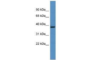 WB Suggested Anti-Ghitm Antibody Titration:  0.
