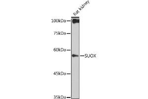 Western blot analysis of extracts of Rat kidney, using SUOX antibody (ABIN7270628) at 1:1000 dilution. (SUOX 抗体)