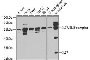 Western blot analysis of extracts of various cell lines, using IL27 antibody (ABIN6129040, ABIN6142372, ABIN6142373 and ABIN6221166) at 1:1000 dilution.