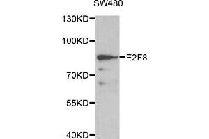 Western blot analysis of extracts of SW480 cell line, using E2F8 antibody. (E2F8 抗体)