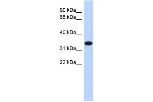 Western Blotting (WB) image for anti-Actin-Related Protein T1 (ACTRT1) antibody (ABIN2459543) (ACTRT1 抗体)