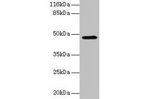 Western blot All lanes: E2F2 antibody at 2 μg/mL + 293T whole cell lysate Secondary Goat polyclonal to rabbit IgG at 1/10000 dilution Predicted band size: 48 kDa Observed band size: 48 kDa (E2F2 抗体  (AA 1-83))