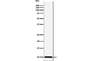 Western blot analysis of COX6B1 expression in Caco 2 cell lysate.